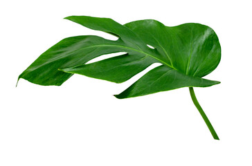 Green leaves pattern ,leaf monstera isolated