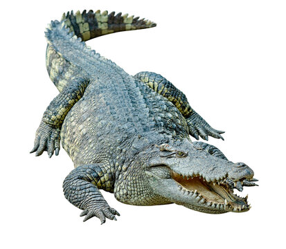 Crocodile opens mouth isolated