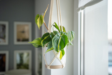 Plant Philodendron Brasil in white ceramic pot hanging from cotton macrame next to the window at home, soft focus. Pothos in hanging pot. Green houseplant in handmade holders made of rope.