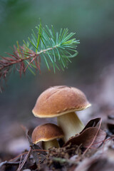 Fungo Boletus