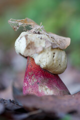 Fungo Boletus
