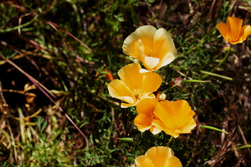 bright colorful flowers close up