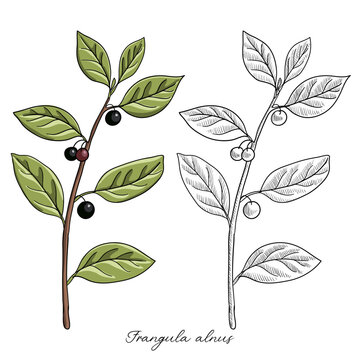 vector drawing alder buckthorn branch with leaves and berries ,Frangula alnus , hand drawn illustration