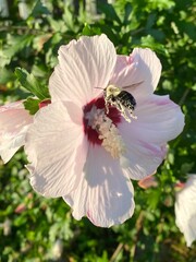 Obraz premium bee on pink flower