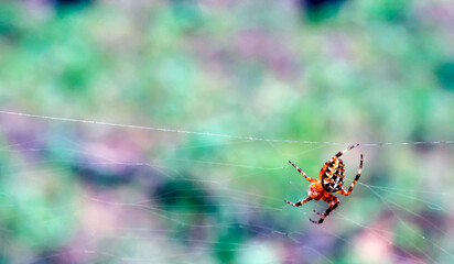 The spider cross is sitting on a web