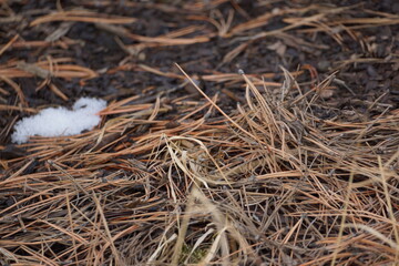 Macro of pile of pine needles and dead grass on dirty ground, small patch of snow on pile