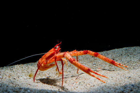 Munida rugosa &ndash; rugose squat lobster