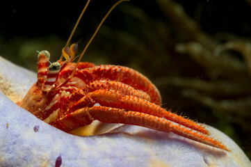 Paguro, Dardanus arrosor Hermit crab,