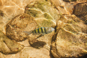 Obraz na płótnie Canvas fish on the beach