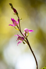 Orchidea (Cephalantera rubra) Monte Arci, Ales, OR, Sardegna. Italia..