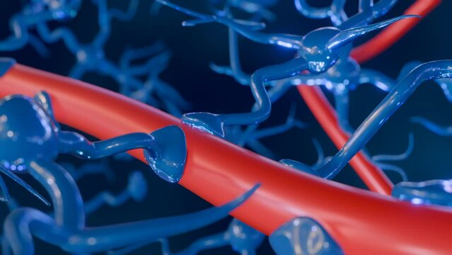 3d animation of astrocytes with blood vessel, found abundantly throughout the brain and spinal cord.