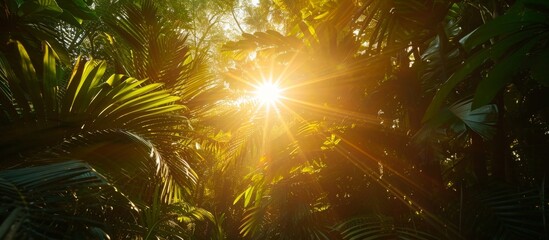 Fototapeta na wymiar Low angle view of sun flare in the jungle scenery.