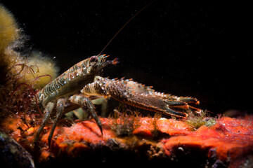 Galatea (Galathea squamifera). Nocturnal habits, in rock cracks... Asinara National Park.