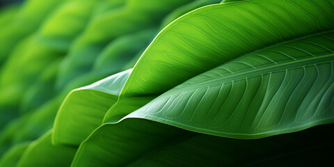 Close up of green leaf texture background, nature and environment concept.