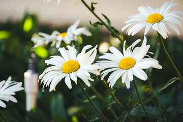 flowers, white flowers, Margaret 