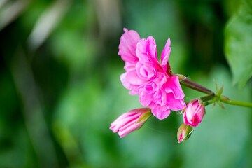 Obraz na płótnie Canvas flores color rosado de un geranio