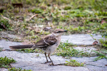 Retrato de una calandria en el jardín