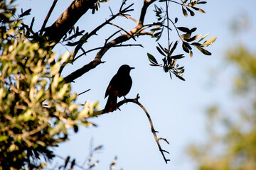 silueta de un pájaro en las ramas de un árbol