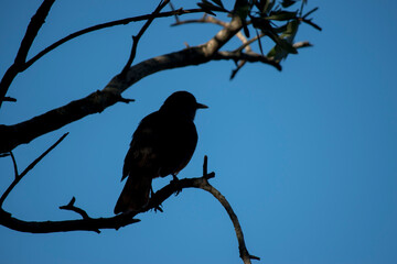 silueta de un pájaro en las ramas de un árbol