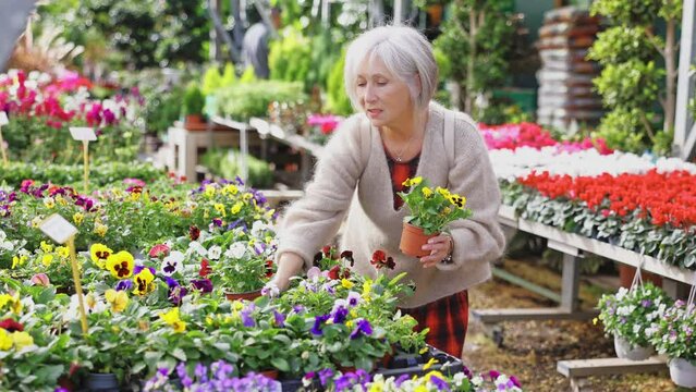 Mature woman choosing potted plants - viola wittrockiana flower for her home apartment in greenhouse or flower store. High quality 4k footage