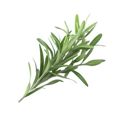 Fototapeta premium Tarragon PNG Cutout, Generative AI
