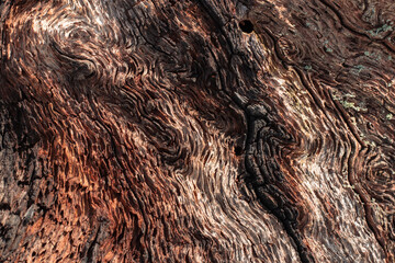 Grainy line detail of earth tone old tree wood