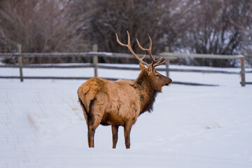 big bull elk standing stoic in winter snow pasture