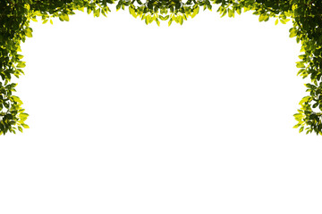 Image of bright green leaves on a transparent background png file.