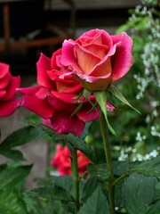 Colorful red rose, beauty nature red flower on green field