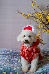 Adorable white poodle dog sitting on his bed wearing chinese new year dragon dress with yellow cherry blossom.