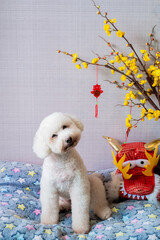 Adorable white poodle dog sitting on his bed with chinese new year dragon dress that have hanging pendant (word mean blessing) and yellow cherry blossom.