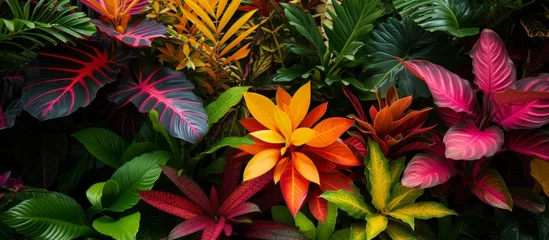 Tuinposter Vibrant Tropical Plant Displaying an Array of Many Colors in a Lush Tropical Garden © TheWaterMeloonProjec