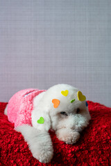 Adorable white poodle dog sitting on red bed with love shape stickers on his fur for Valentines day concept.
