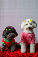 Adorable two poodle dogs sitting on red bed with love shape stickers on his fur for Valentines day concept.