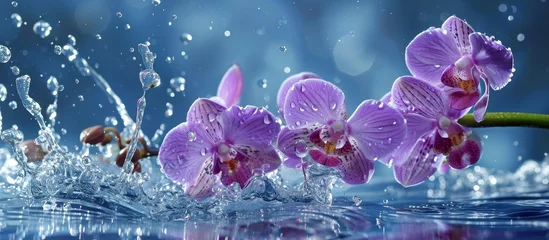 Poster Mauve orchids bloom in blue water with close-up splashes of waves and drops. © TheWaterMeloonProjec