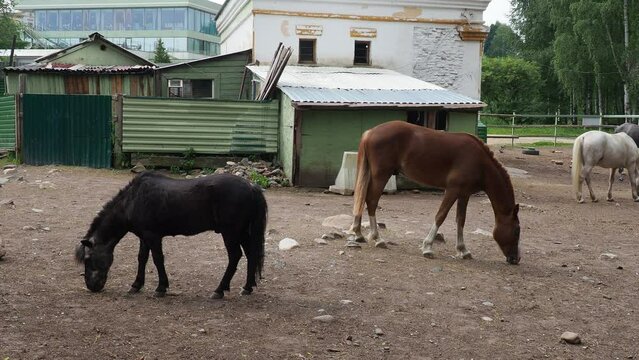 Horse Equus caballus is domesticated, one-toed, hoofed mammal. Black and white horses graze, trample and nibble grass. Equine camp, stable or zoo. Taxonomic family Equidae, subspecies of Equus ferus.