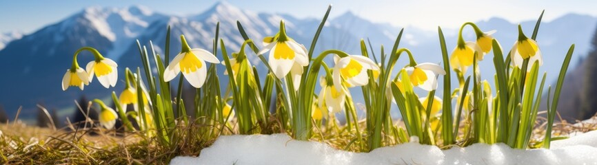 Wild narcissus flowers with snow-capped mountains at the background. Spring time. Panorama. AI Generated 