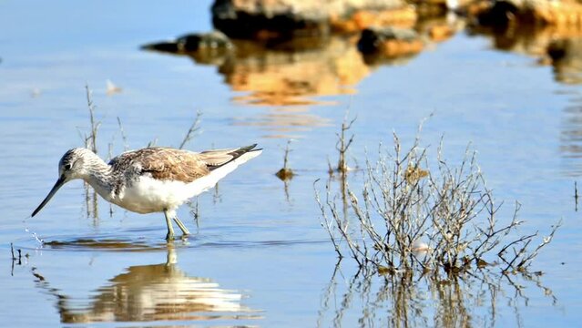 A lone bird wades through water amid twigs, exuding calmness, (Tringa Nebularia) Foraging for Food with Flock of Birds in Background, in natural parck Sa Albufera of Mallorca in Alcudia, Majorca