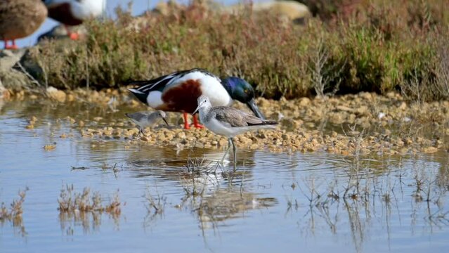 Shelduck and avocet birds resting on rocks by the water, (Spatula clypeata), (Recurvirostra avosetta) . (Tringa Nebularia) Foraging for Food with Flock of Birds in Background, in natural parck Sa