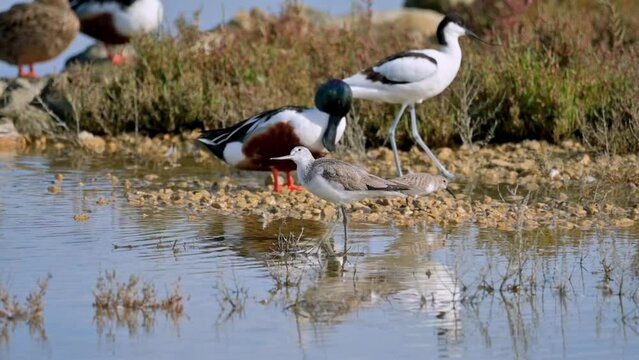An avocet and shelduck on a rocky shore beside the water, (Spatula clypeata), (Recurvirostra avosetta), (Tringa Nebularia) Foraging for Food with Flock of Birds in Background, in natural parck Sa