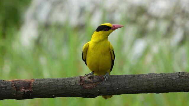 Black-naped oriole, oriolus chinensis is a passerine bird with bright golden yellow plumage, perching on a horizontal wood log, curiously wondering around its surroungin environment, close up shot.