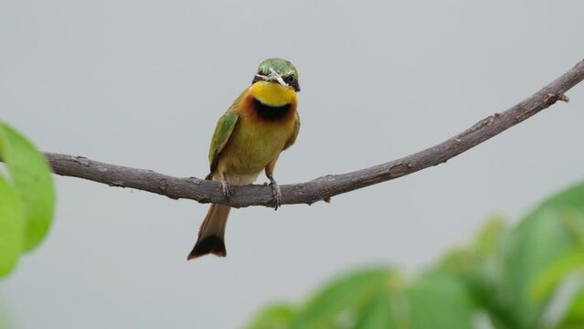 Little Bee-Eater Bird Perching In Small Branch The Fly Away. Close-up Shot