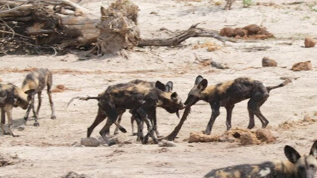 Group Of African Painted Dogs Fighting In The Wild Safari. Slow Motion Shot