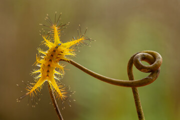 Yellow Caterpillar from Borneo Forest
