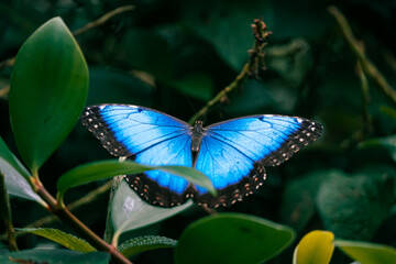 butterfly blue