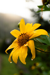 yellow flower of the sun