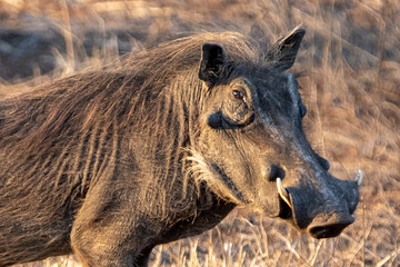 Naklejka na ściany i meble Close up of common warthog during golden hour in sub Saharan Africa