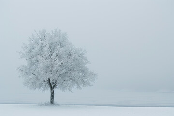 Fototapeta na wymiar A lone tree cloaked in ice against a pristine snowy backdrop