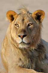 Portrait of a young male African lion (Panthera leo), Kalahari desert, South Africa.