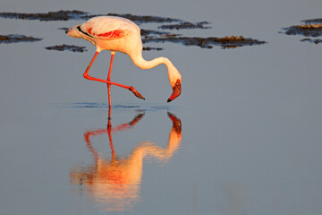 A lesser flamingo (Phoenicopterus minor) foraging in shallow water, South Africa.